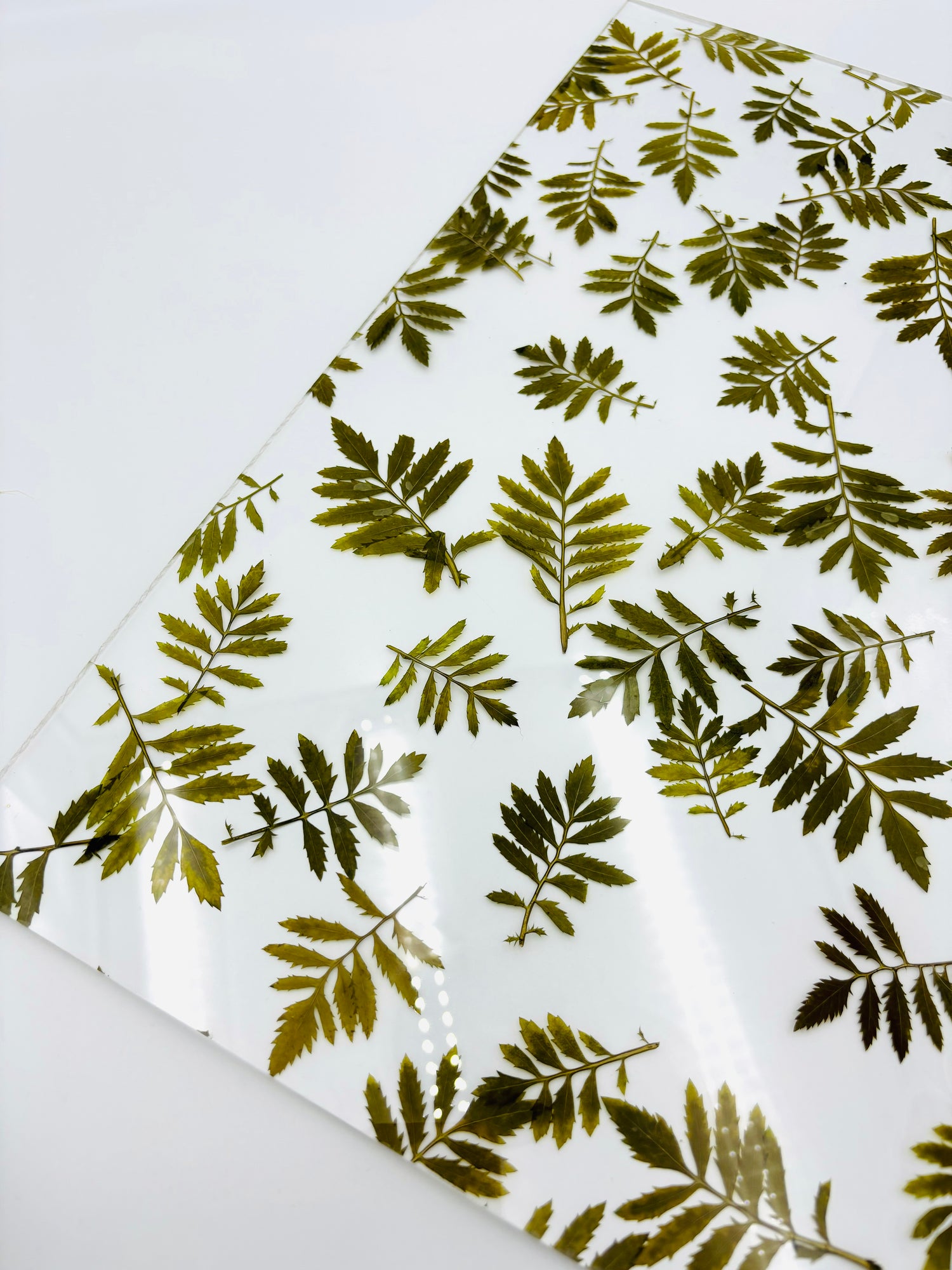 Pattern Acrylic Sheet - Fern